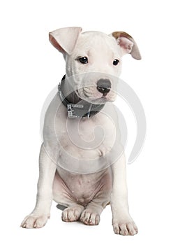 American Staffordshire terrier puppy (2 months)