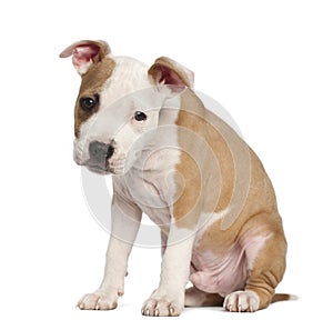 American Staffordshire Terrier puppy