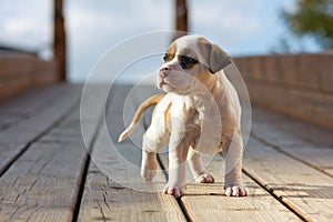 American Staffordshire terrier puppy