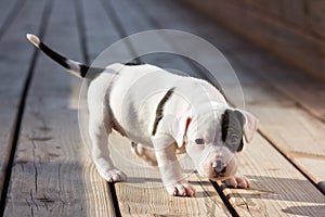 American Staffordshire terrier puppy