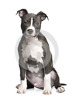 American Staffordshire terrier puppy (3 months)