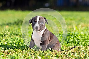 American Staffordshire terrier puppy