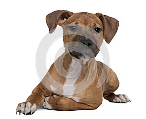 American Staffordshire terrier puppy, 4 months