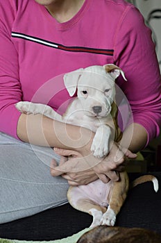 American staffordshire terrier puppy