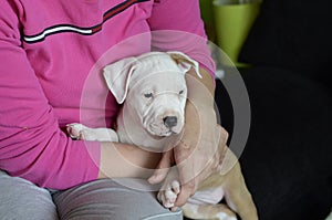 American staffordshire terrier puppy