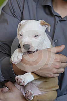 American staffordshire terrier puppy