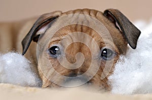 American staffordshire terrier puppy closeup