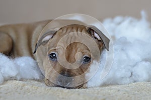 American staffordshire terrier puppy closeup