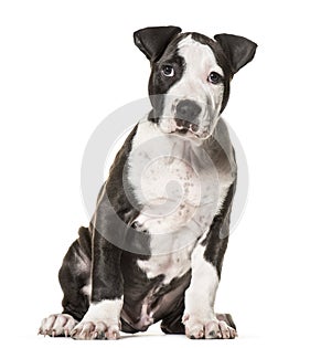 American Staffordshire Terrier puppy, 3 months old