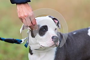 American staffordshire terrier puppy portrait