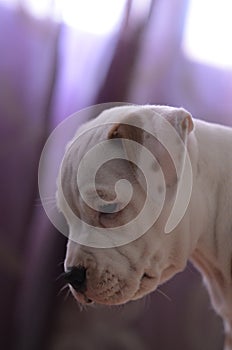 American staffordshire terrier puppy portrait