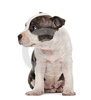 American Staffordshire Terrier Puppy sitting