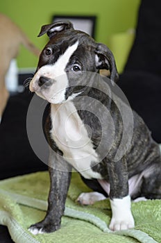 American staffordshire terrier puppy sitting