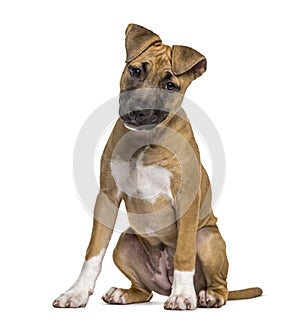 American Staffordshire Terrier puppy sitting