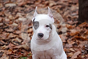 American staffordshire terrier puppy is sitting on the autumn foliage.