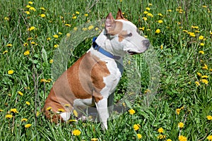 American staffordshire terrier puppy is sitting on a blooming meadow.