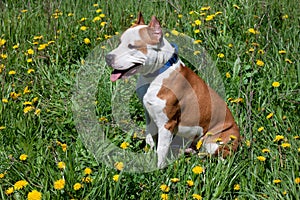 American staffordshire terrier puppy is sitting in a green grass.