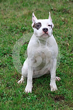 American staffordshire terrier puppy is sitting on the green grass.