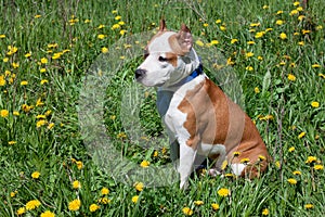 American staffordshire terrier puppy is sitting on a green meadow. Pet animals.