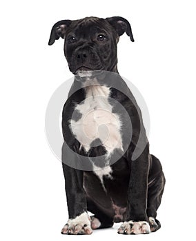 American Staffordshire Terrier puppy sitting (3 months old)