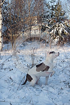 American staffordshire terrier puppy is sitting on white snow. Pet animals.