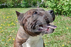 American staffordshire terrier puppy is standing with lolling tongue. Close up.