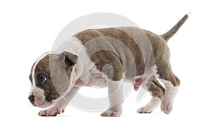 American Staffordshire Terrier Puppy walking