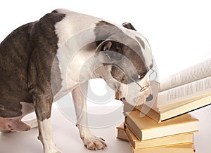 American staffordshire terrier reading
