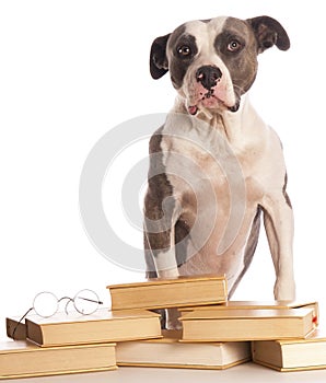American staffordshire terrier reading