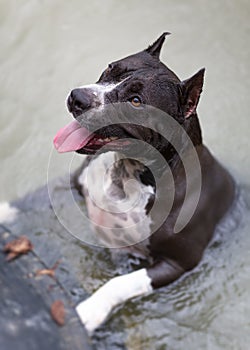 American Staffordshire Terrier in river