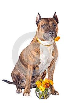 American Staffordshire Terrier with a rose in the mouth before white background. Dog with flower