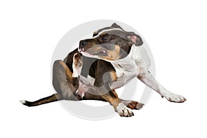 American staffordshire terrier scratchy