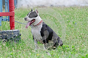 An American Staffordshire Terrier sitting on green grass. An adu