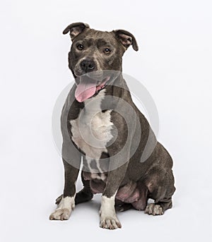 American Staffordshire terrier sitting, on grey