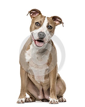 American Staffordshire Terrier sitting, isolated on white