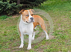 American Staffordshire Terrier straight.