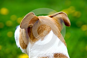 American Staffordshire Terrier with uncropped ears on green spring background.rear view