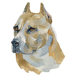 The American Staffordshire Terrier watercolor hand painted dog p