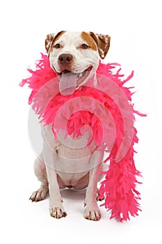 American Staffordshire Terrier wearing a boa