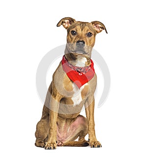 American Staffordshire terrier wearing a dog scarf