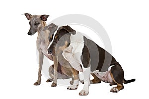 American staffordshire terrier and whippet listen