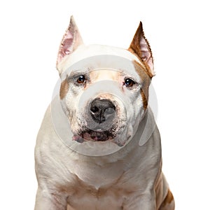 American Staffordshire Terrier on a white background