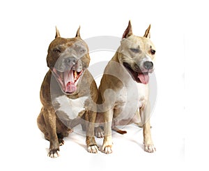 American Staffordshire terriers