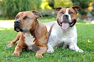 American Staffordshire terriers