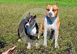 American Staffordshire Terriers under comand.