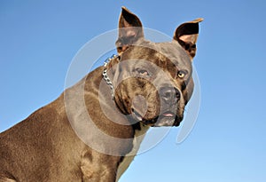American StaffordshireTerrier
