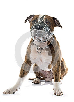 American stafforshire terrier and muzzle