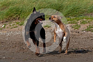 American stafforshire terrier playing with a Rottweiler