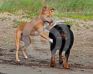 American stafforshire terrier playing with a Rottweiler