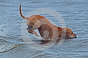 American stafforshire terrier who play and jump in the sea